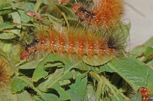 Hairy Caterpillar in Cardamom Crop