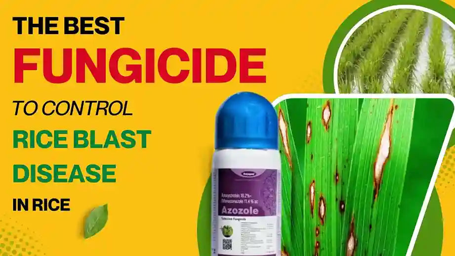 HOW AZOZOLE IS THE BEST FUNGICIDE FOR THE MANAGEMENT OF RICE BLAST