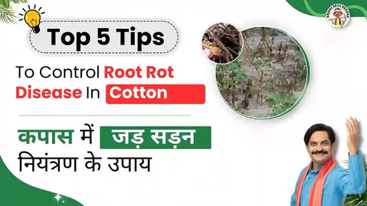  Root rot Disease in Cotton