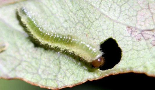Slug caterpillar pest in rose crop