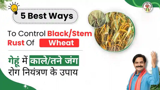 Defeating Black/Stem Rust Of Wheat: A Guide For Successful Management