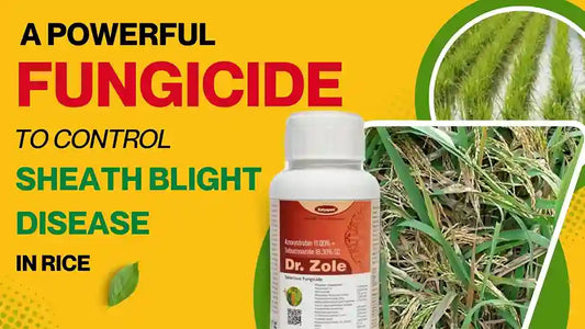 Dr. ZOLE : A POWERFUL FUNGICIDE TO CONTROL SHEATH BLIGHT DISEASE IN RICE