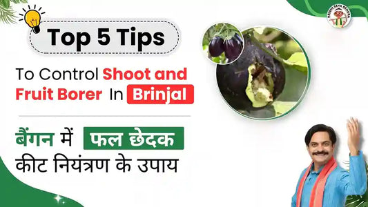 Measures to Control Shoot and Fruit Borer in Brinjal