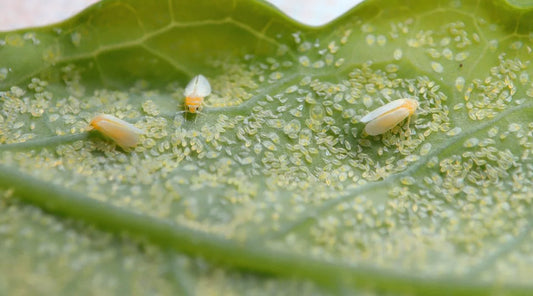 Measures to Control Whitefly pest in Papaya crop