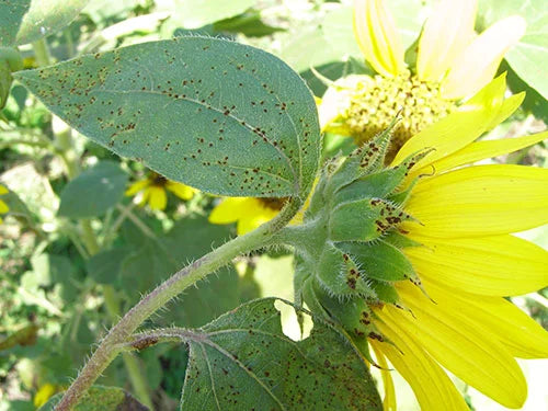 sunflower rust disease 