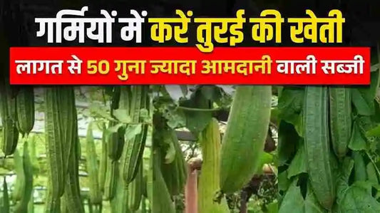 Ridge Gourd Farming: Earn up to 2.5 Lakh Profit – Complete Guide