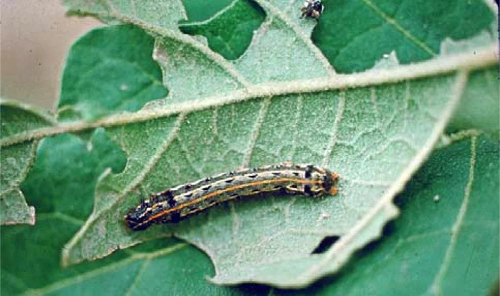 Tobacco Caterpillar Pest in Sunflower crop