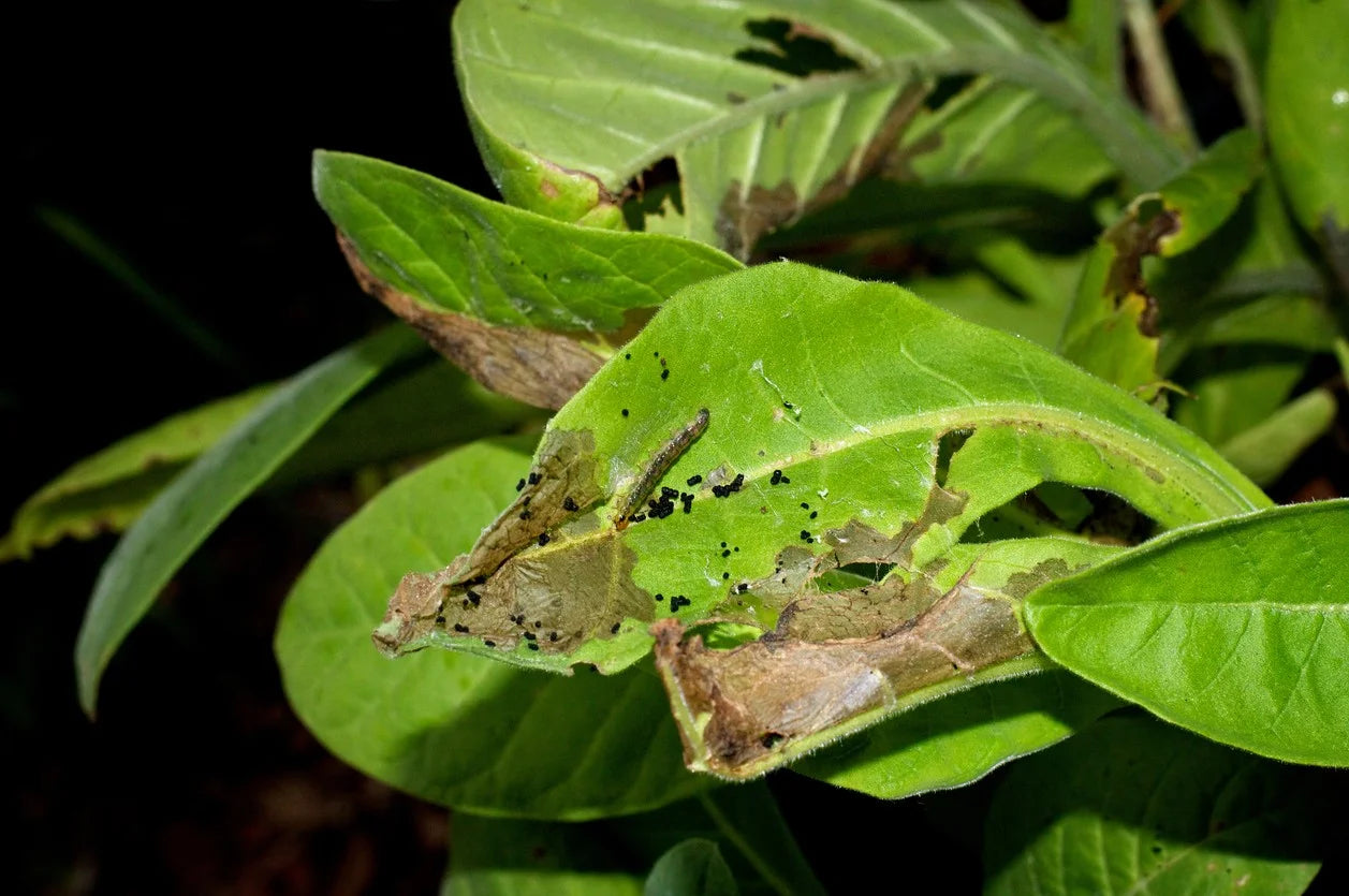 Jasmine Budworm: Threatening the Fragrance of Jasmine Flowers