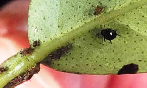 Aphids in Citrus Crops