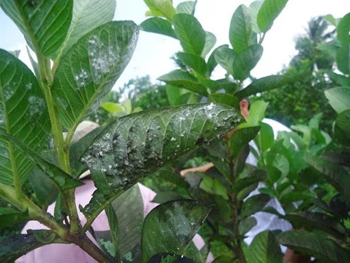 White Fly in Guava Plant