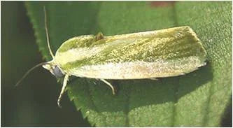 Measures to Control Fruit and Shoot Borer in Okra