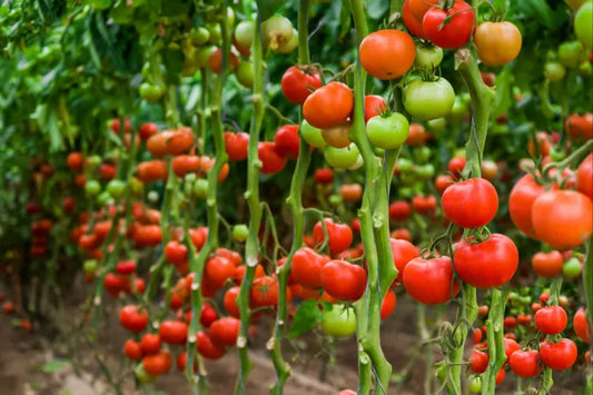 Diseases Affecting Tomato Crops During The Fruiting Stage