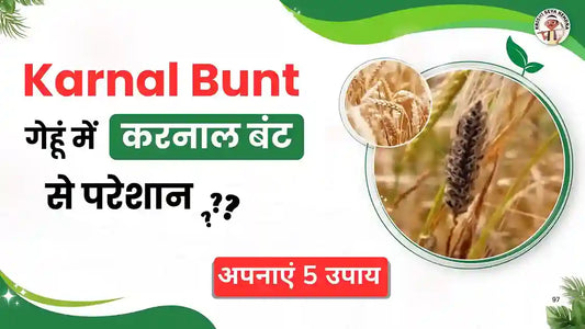 Karnal Bunt of Wheat