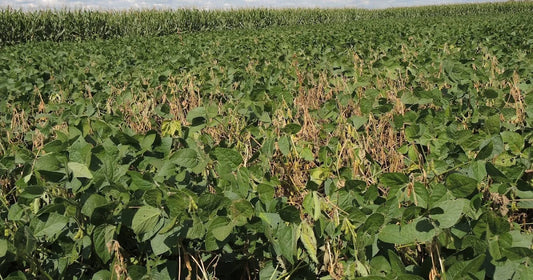 Anthracnose Disease in Soybean crop