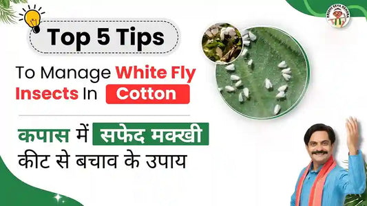 white fly in cotton