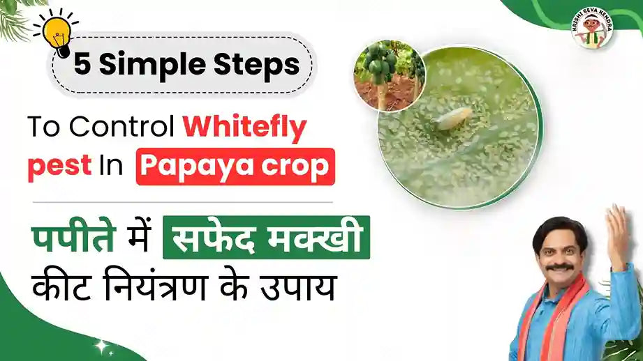 Measures to Control Whitefly pest in Papaya crop