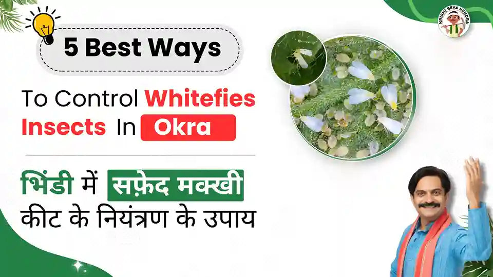 Measures to Control White Flies in Okra Crop