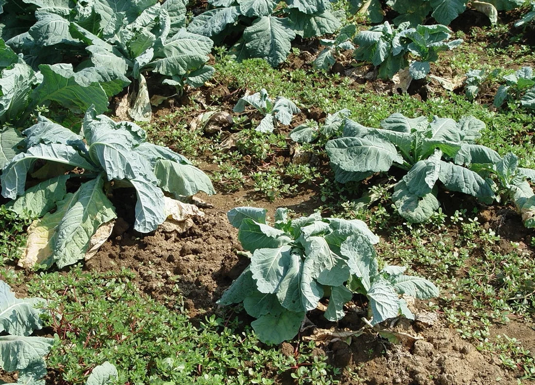 Clubroot disease in cabbage crop