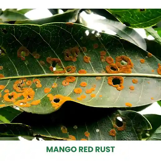 Buy Best Fungicide for Mango Red Rust | Enjoy Upto 60% Off