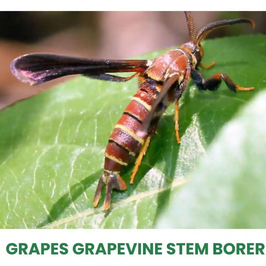 Best Insecticide for Stem Borer in Grapes | Stem Borer Treatment