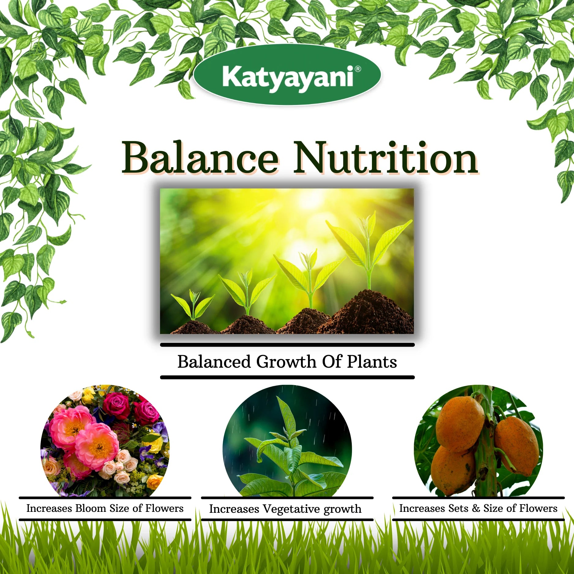 Katyayani  Premium Seaweed Extract liquid-Organic Fertilizer balance  nutrition