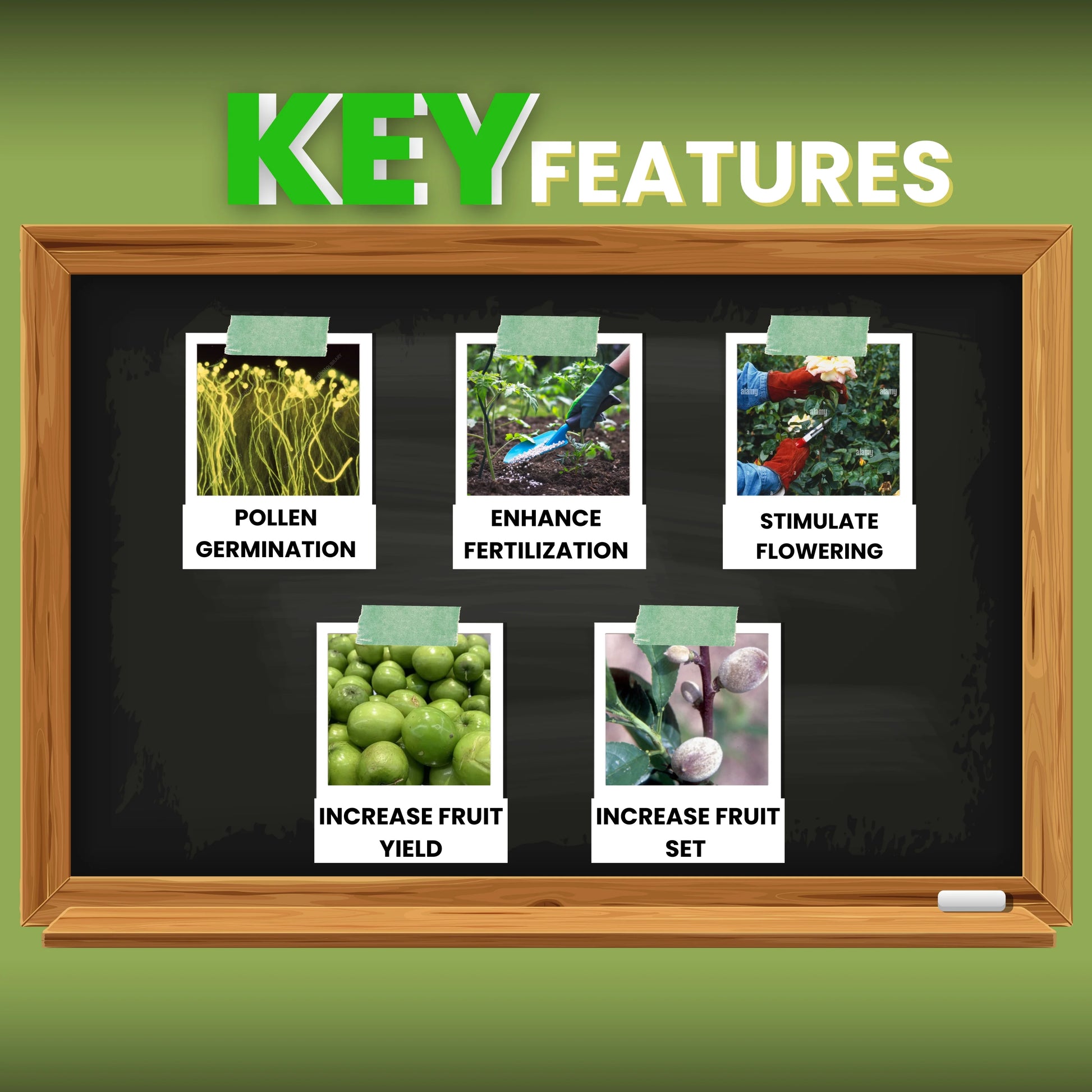 Katyayani  Bloom Booster | Homobrassinolide 0.04% w/w Plant Growth Regulator uses