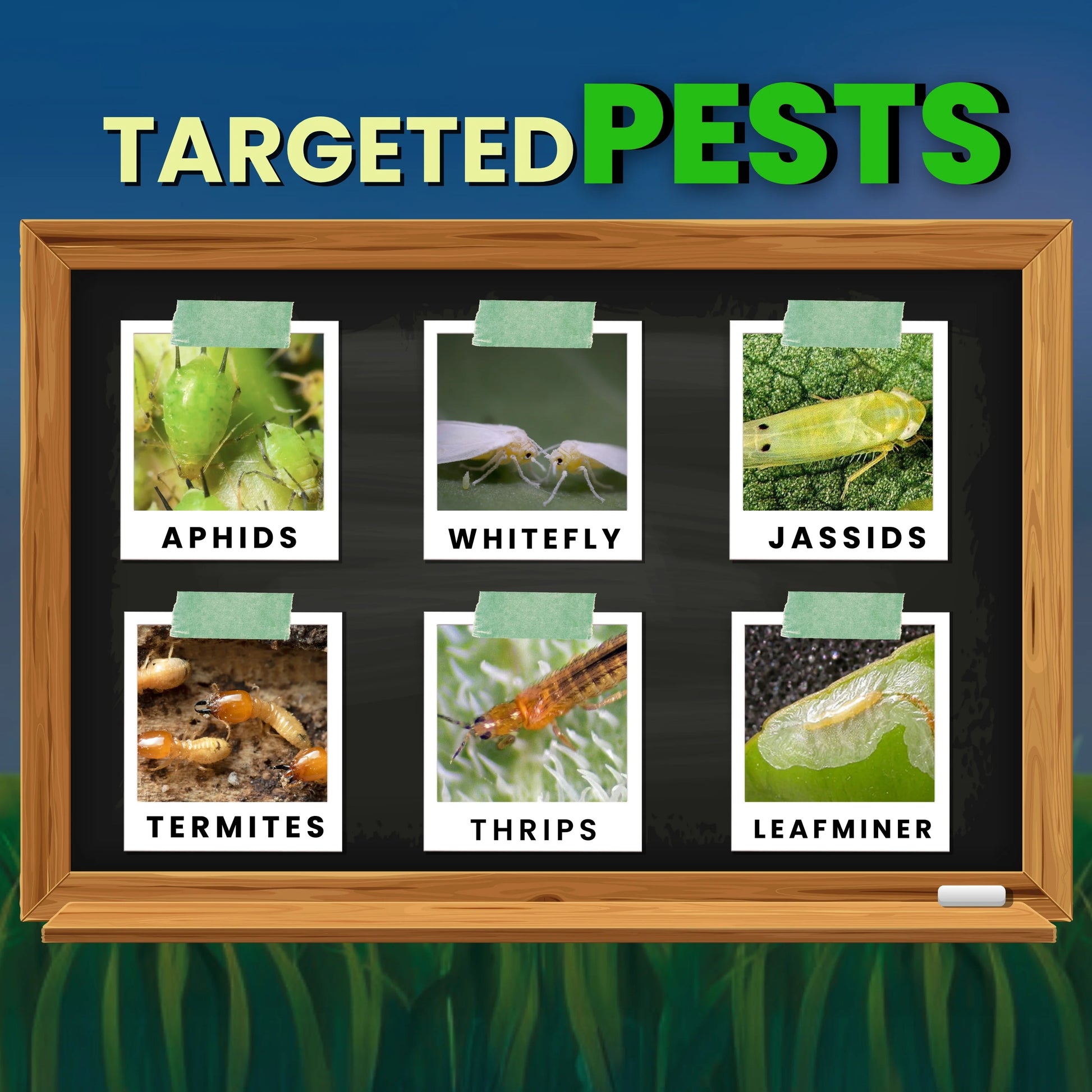 KATYAYANI IMD 178 | IMIDACLOPRID 17.8% SL | CHEMICAL INSECTICIDE for pests like termites, leafminer