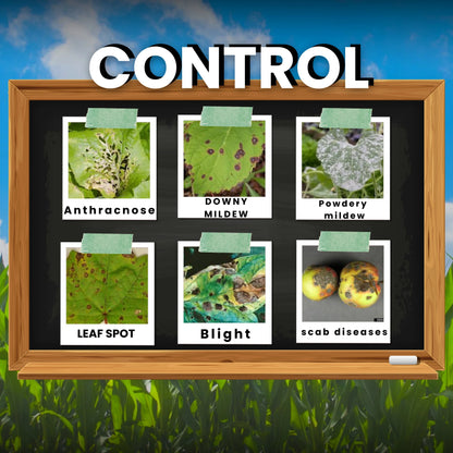 COPPER SULPHATE | CHEMICAL FUNGICIDE control leaf spot, blight