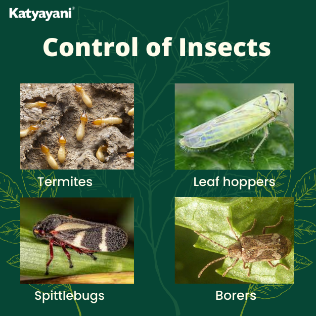Katyayani Metarhizium Anisopliae Bio Insecticide Powder for insects like borers, termites