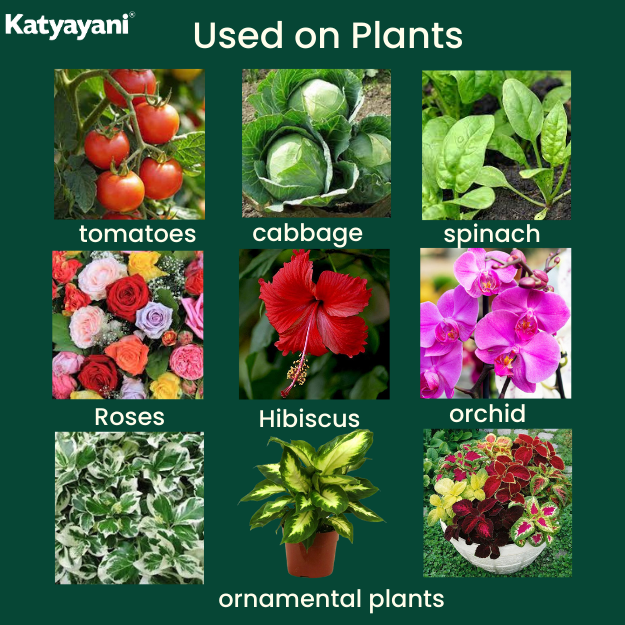 Katyayani Metarhizium Anisopliae Bio Insecticide Powder used on plants