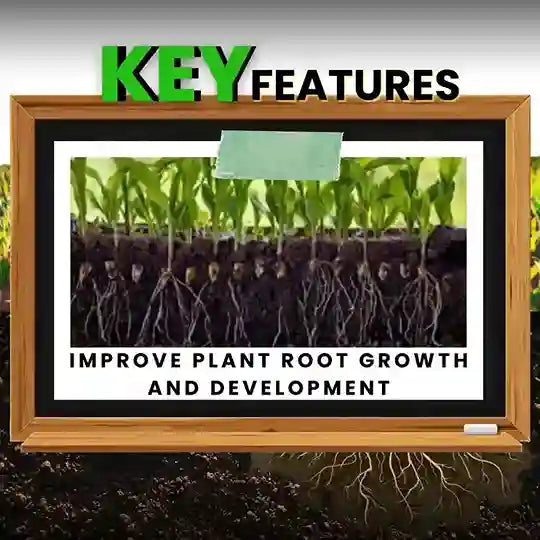 KATYAYANI BHUMIRAJA | MYCORRHIZA | BIO FERTILIZER improves plant root growth