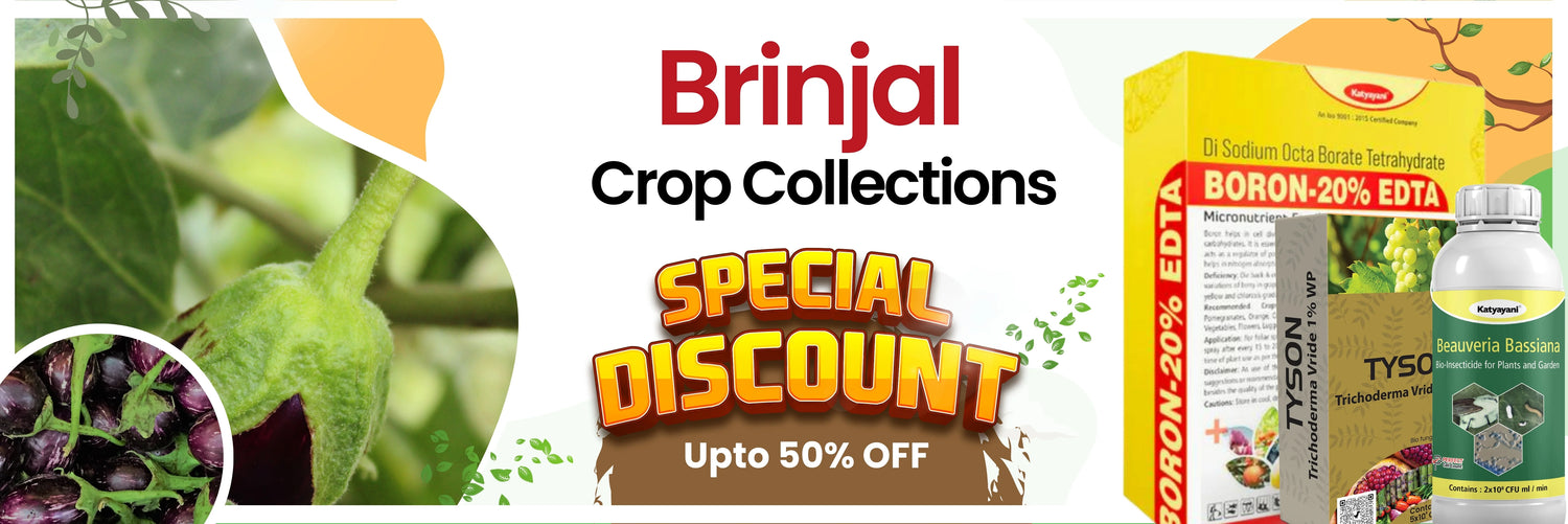 Brinjal Crop Care