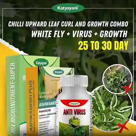 Katyayani Chilli Upward Leaf Curl and Growth Combo | 25-30 Days