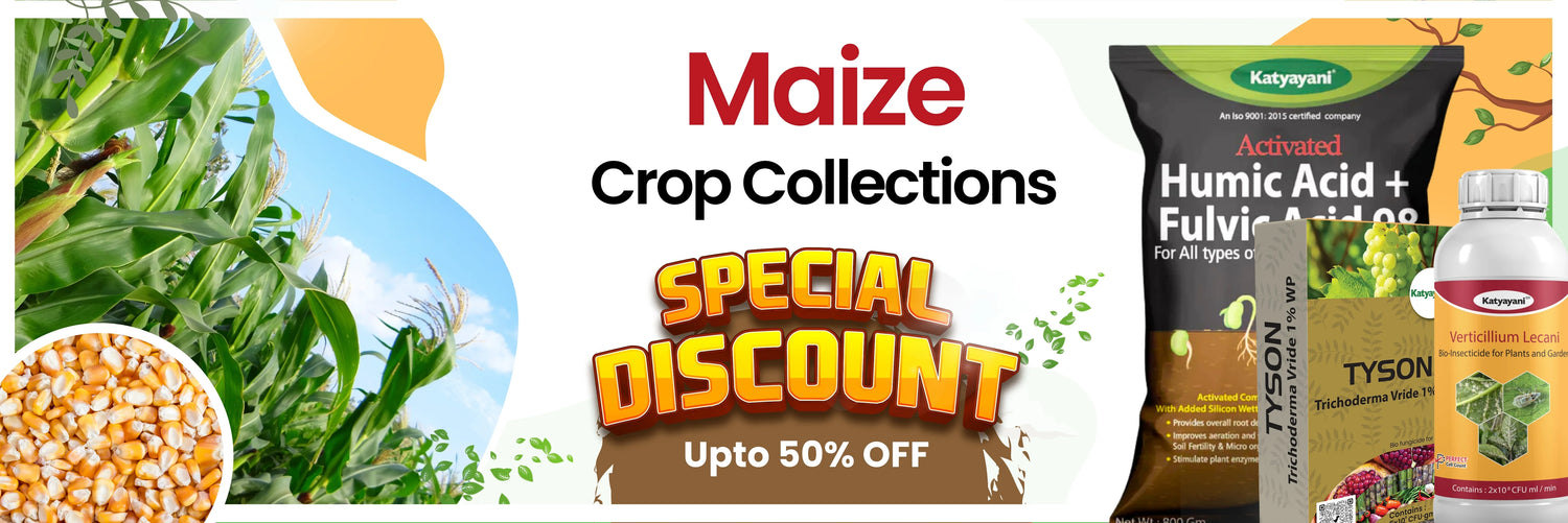 Maize crop collection