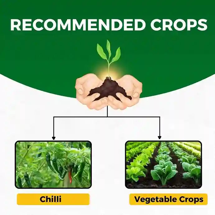 Target Crops of Katyayani Sarvashakti Organic pesticide is Chilli & Vegetables