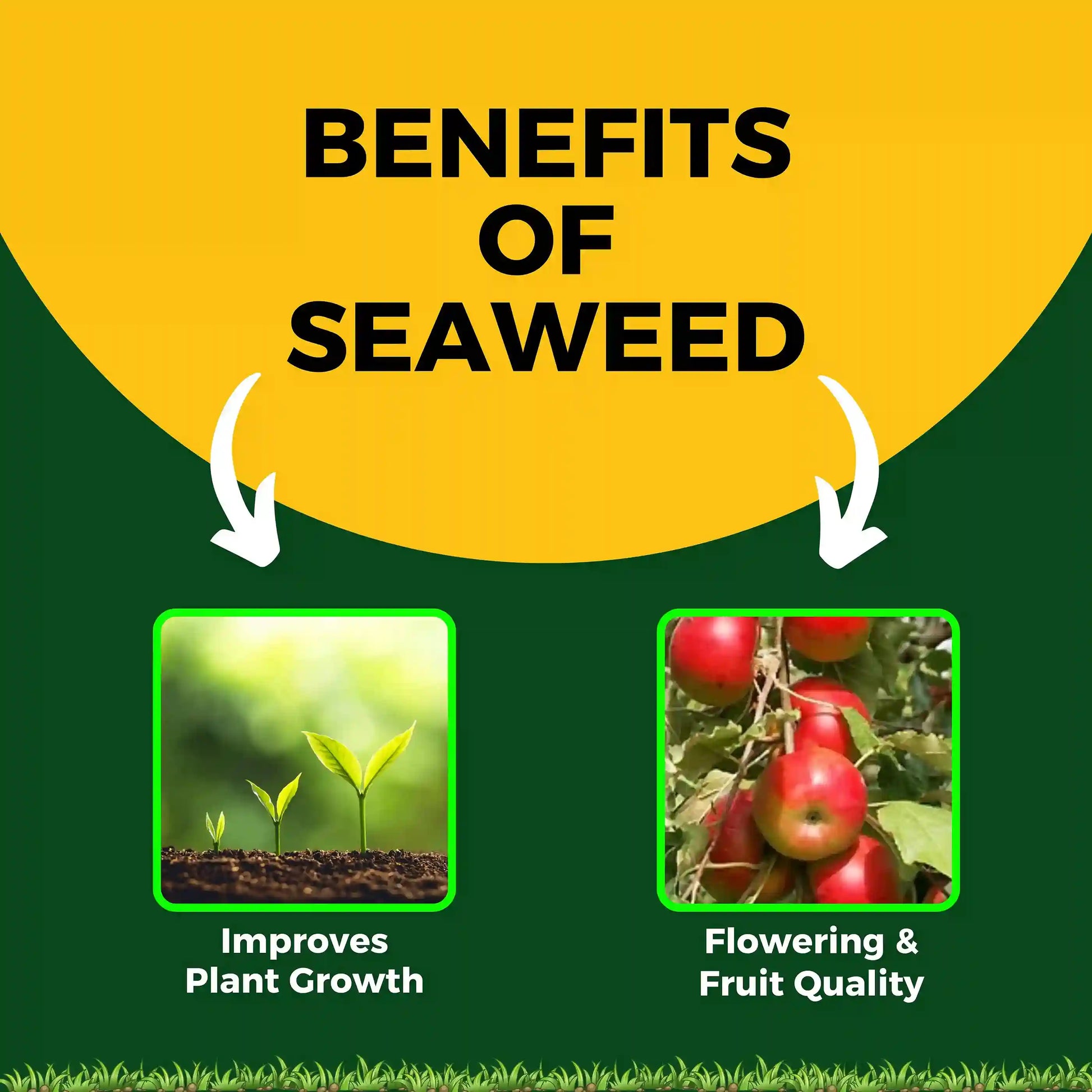 Katyayani Seaweed Extract | Liquid Organic fertilizer for plant growth