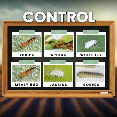 KATYAYANI TRIPLE ATTACK | VERTICILLIUM LECANII + BEAUVERIA BASSIANA + METARHIZIUM ANISOPLIAE | BIO PESTICIDE Liquid control thrips, jassids, borers