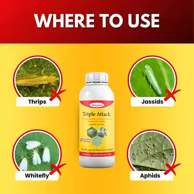 KATYAYANI TRIPLE ATTACK | VERTICILLIUM LECANII + BEAUVERIA BASSIANA + METARHIZIUM ANISOPLIAE | BIO PESTICIDE Liquid for thrips, aphids, whitefly control