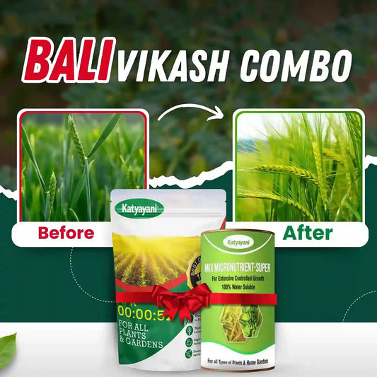 Katyayani Wheat - Bali Vikash Combo