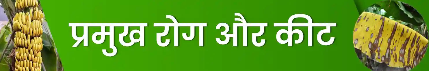 केले की फसल में लगने वाले रोग और कीट | कृषि सेवा केंद्र 