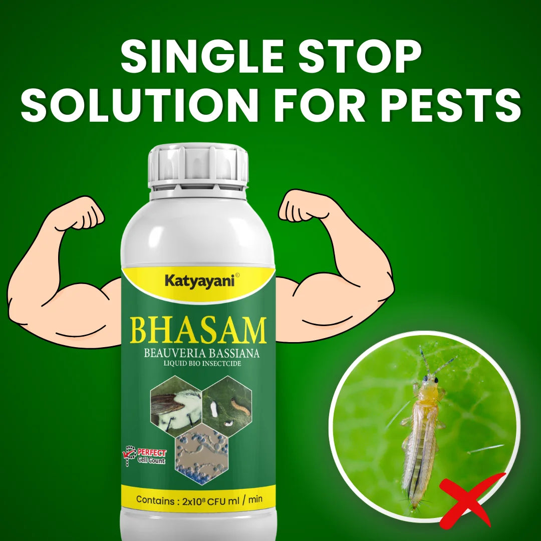 Katyayani Bhasam | Beauveria Bassiana Bio pesticide