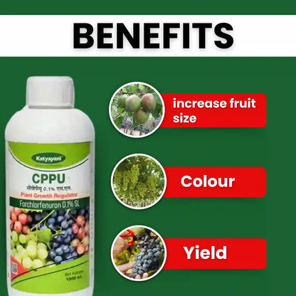 Katyayani CPPU | Forchlorfenuron 0.1 % L | Plant Growth Regulator increase fruit size