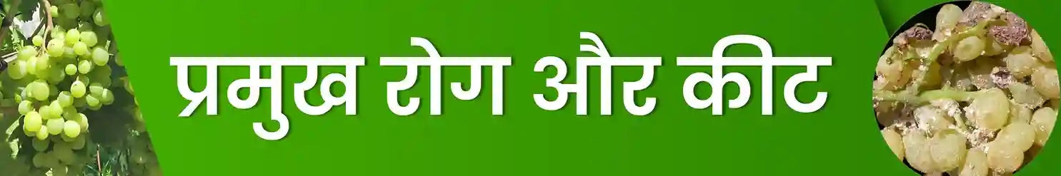 अंगूर के रोग और कीट से बचाव | कृषि सेवा केंद्र जानें अंगूर की खेती की जानकारी
