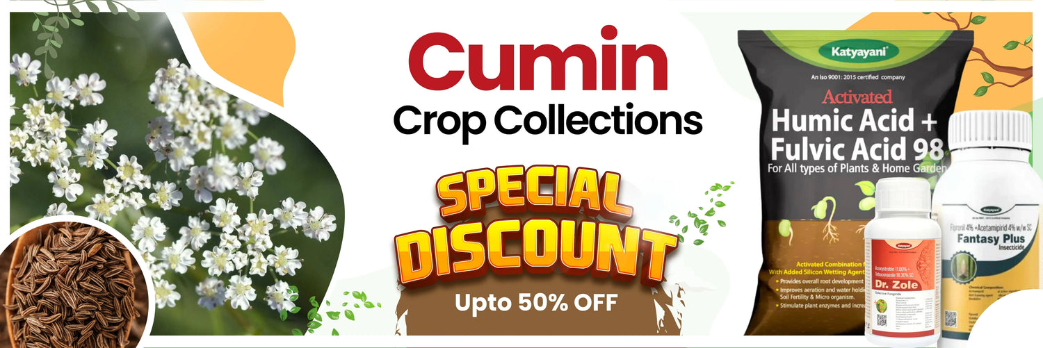 Cumin Crop collection