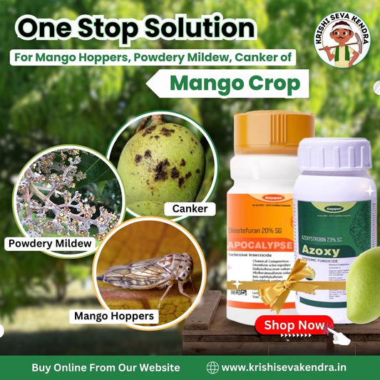 Mango Post Flowering Combo (Azoxy (250 ml) + Apocalypse (100 gm))