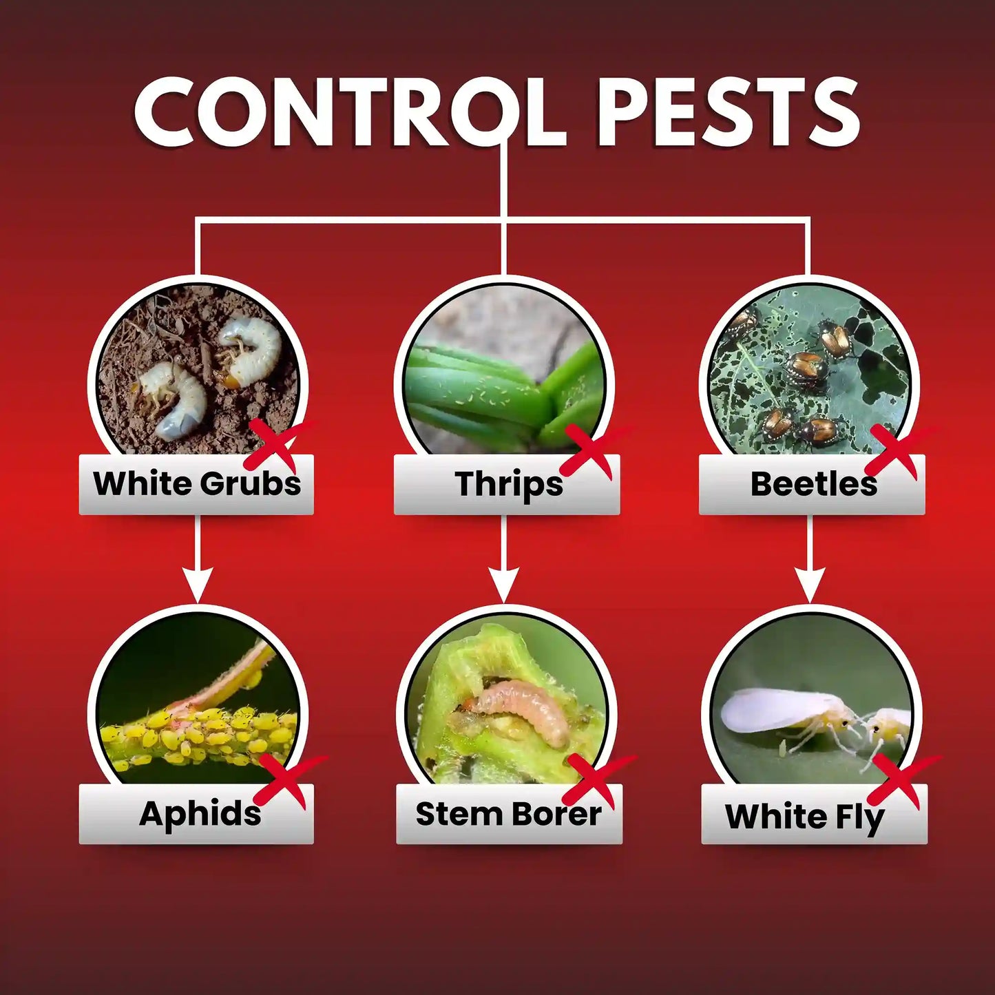 Katyayani Nashak Chemical Insecticide | Fipronil 40% + Imidacloprid 40% WG for thrips, beetles, stem borer