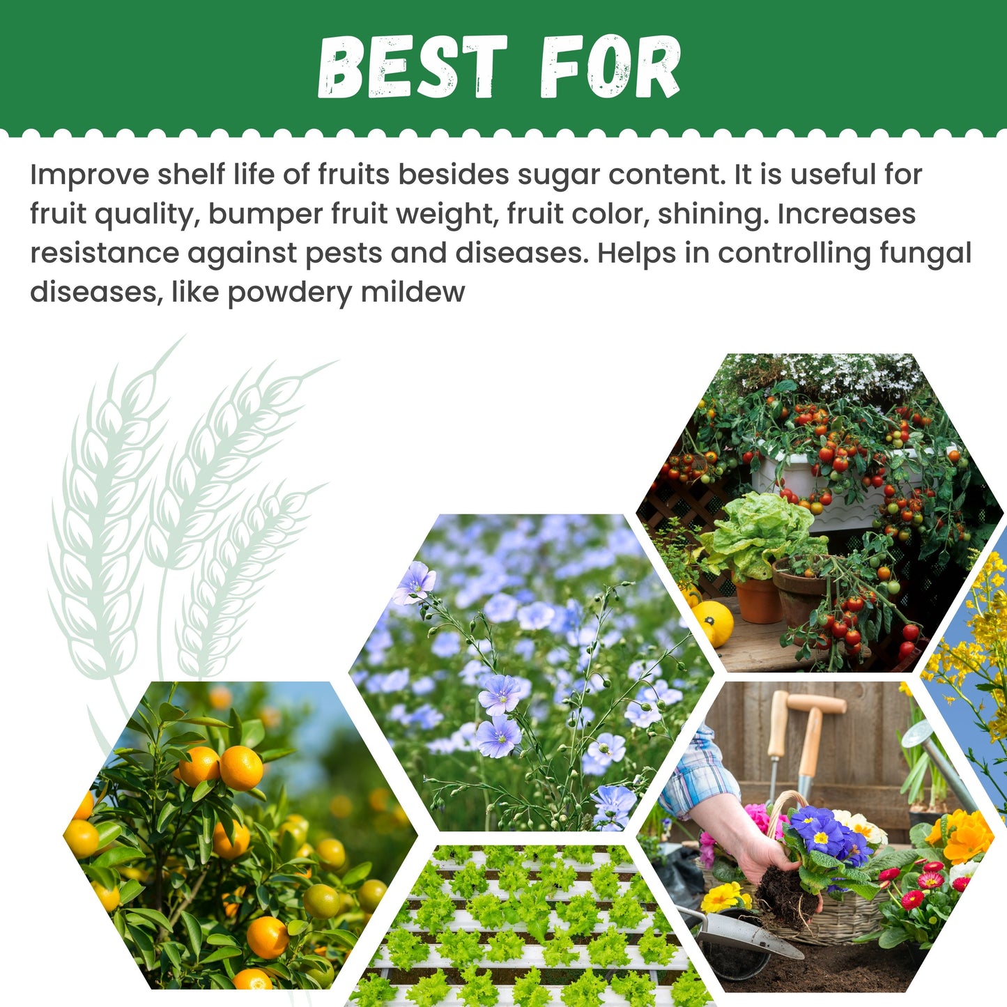 Katyayani NPK 13 00 45 Fertilizer for fruit quality 