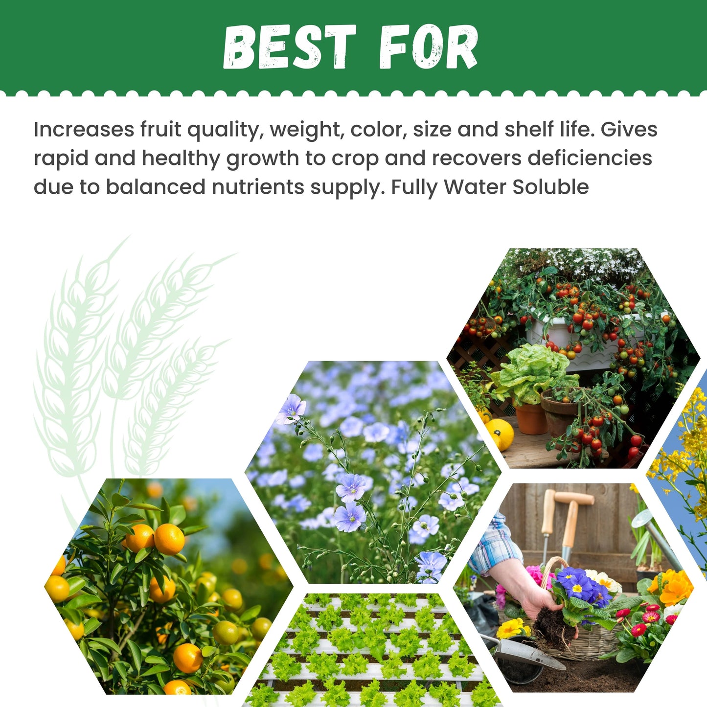 Katyayani  NPK 13 40 13  Fertilizer increase fruit quality, size