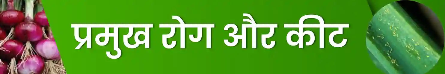 प्याज के रोग से बचाव करें | प्याज की खेती की जानकारी  कृषि सेवा केंद्र पर उपलभ 