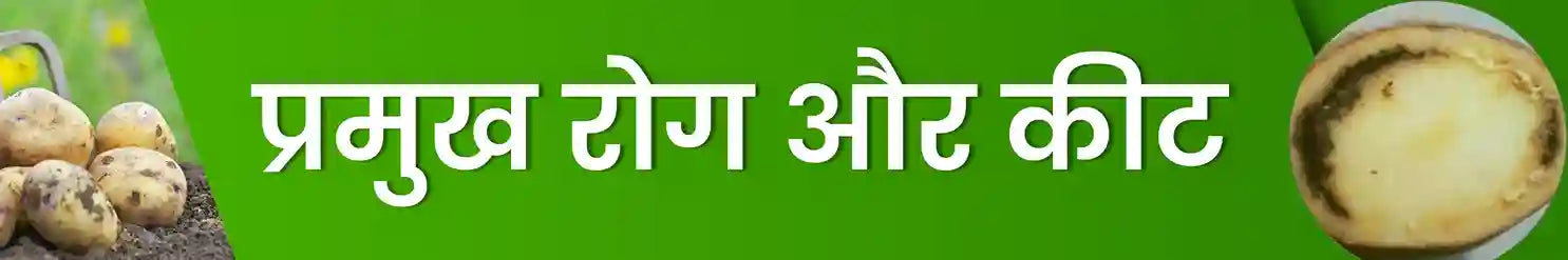 आलू की फसल में लगने वाले रोग और कीट | कृषि सेवा केंद्र 